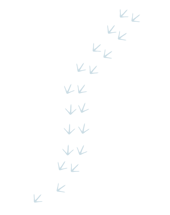 Traces de pattes de poussin