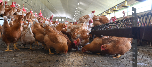 Poules reproductrices en train de manger