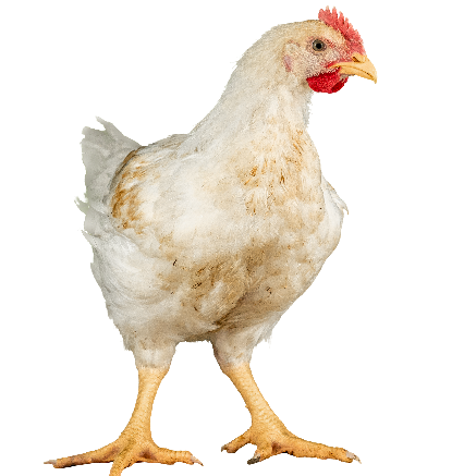 Poulet de chair JA757 |Poulets certifiés | durée d'élevage 49 jours