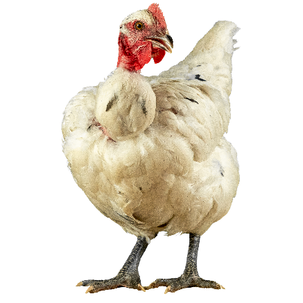 Poulet de chair Label T751NNPB