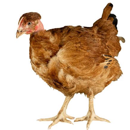 Poulet de chair XL431N | Poulet Fermier | Durée d'élevage 70 jours