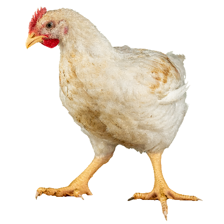 Poulet de chair JA787 | Poulets certifiés | durée d'élevage 49 jours