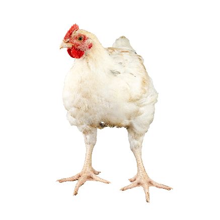 Poulet de chair JA957 | Poulets certifiés | durée d'élevage 49 jours