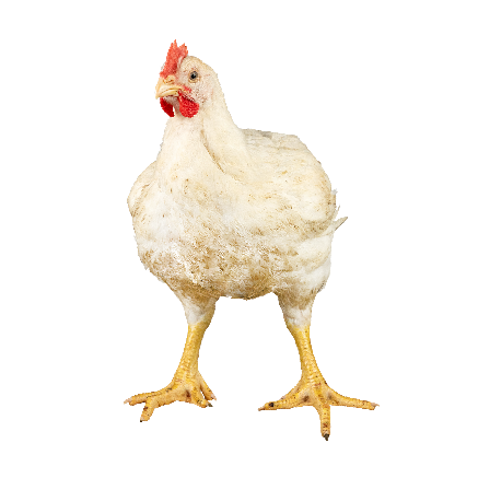 Poulet de chair RedBro | Poulets certifiés | durée d'élevage 49 jours