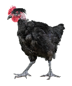 Poulet de chair Label