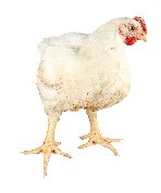 Poulet de chair Ross308