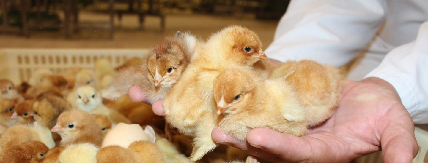 Poussins en éclosion dans les mains