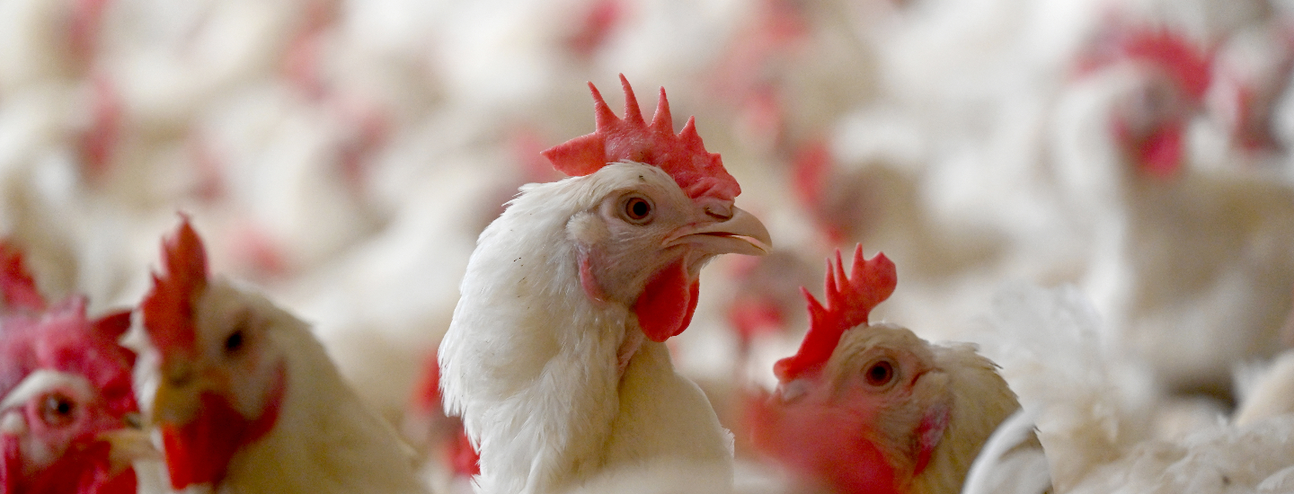 Poules dans un élevage de reproduction