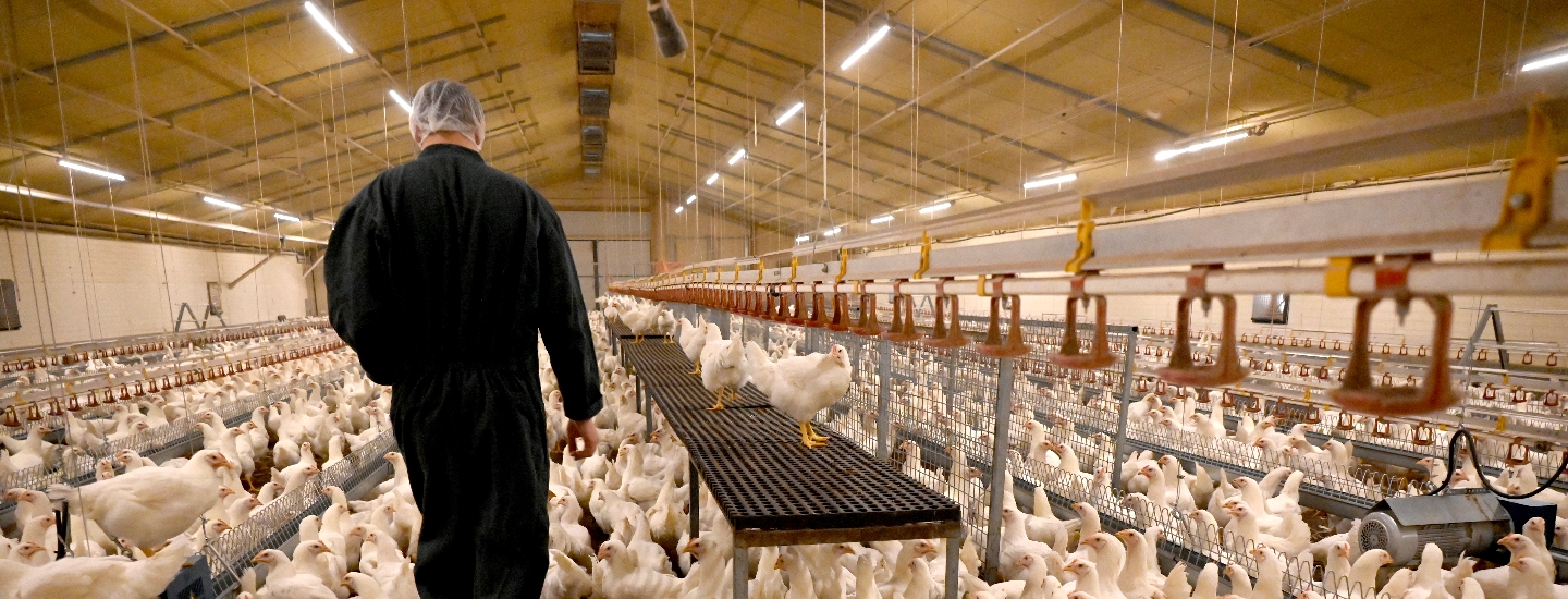 Vue d'un élevage en poussinière Galina