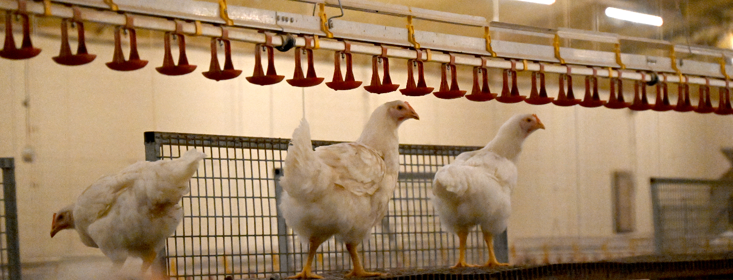 Poulettes perchées dans un élevage en poussinière