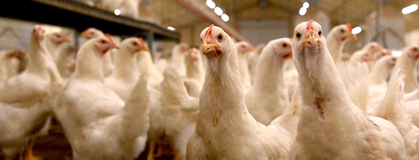 Poulettes dans un élevage en poussinière