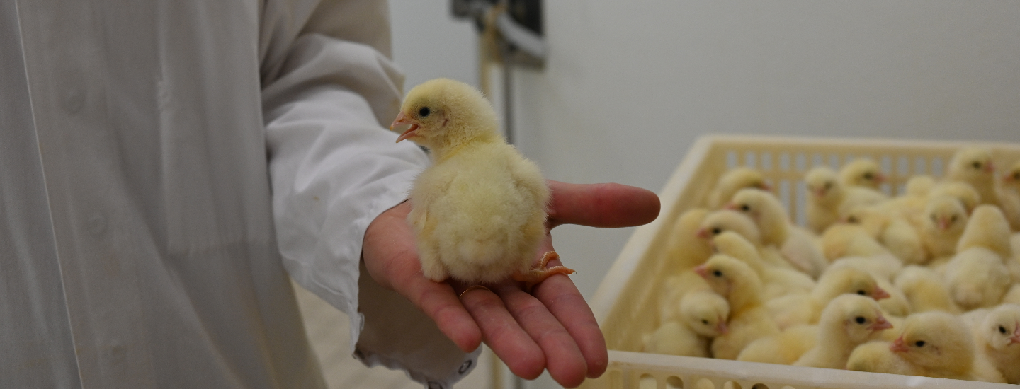 Poussin dans les mains chez Galina