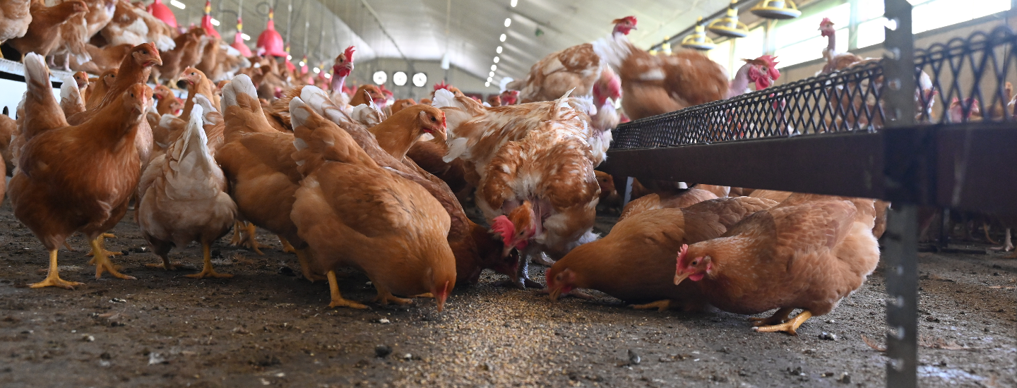 Poules reproduction en train de picorer