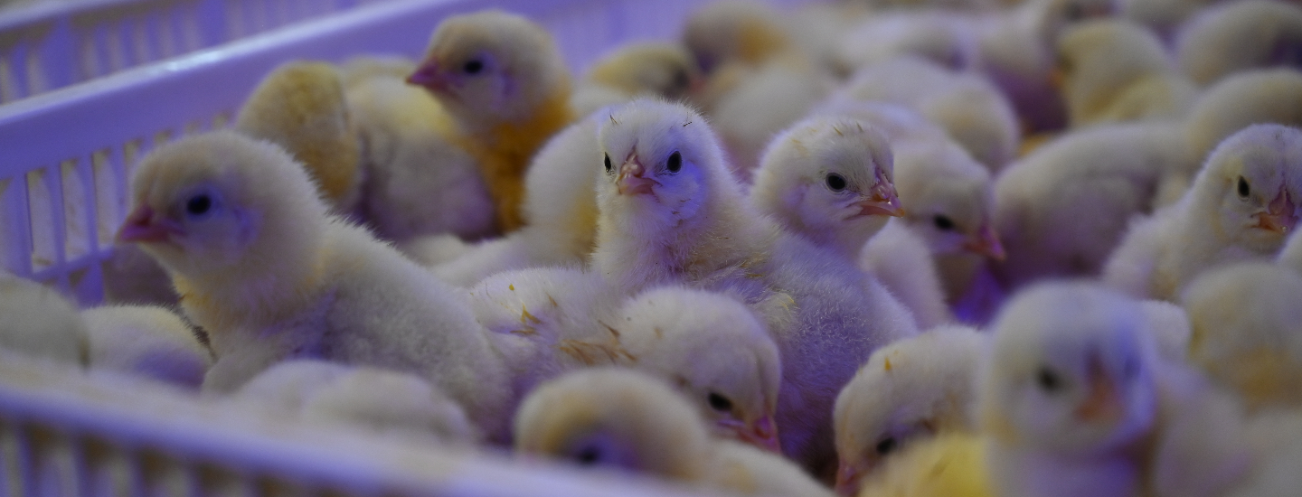 Eclosion des poussins des couvoirs Galina