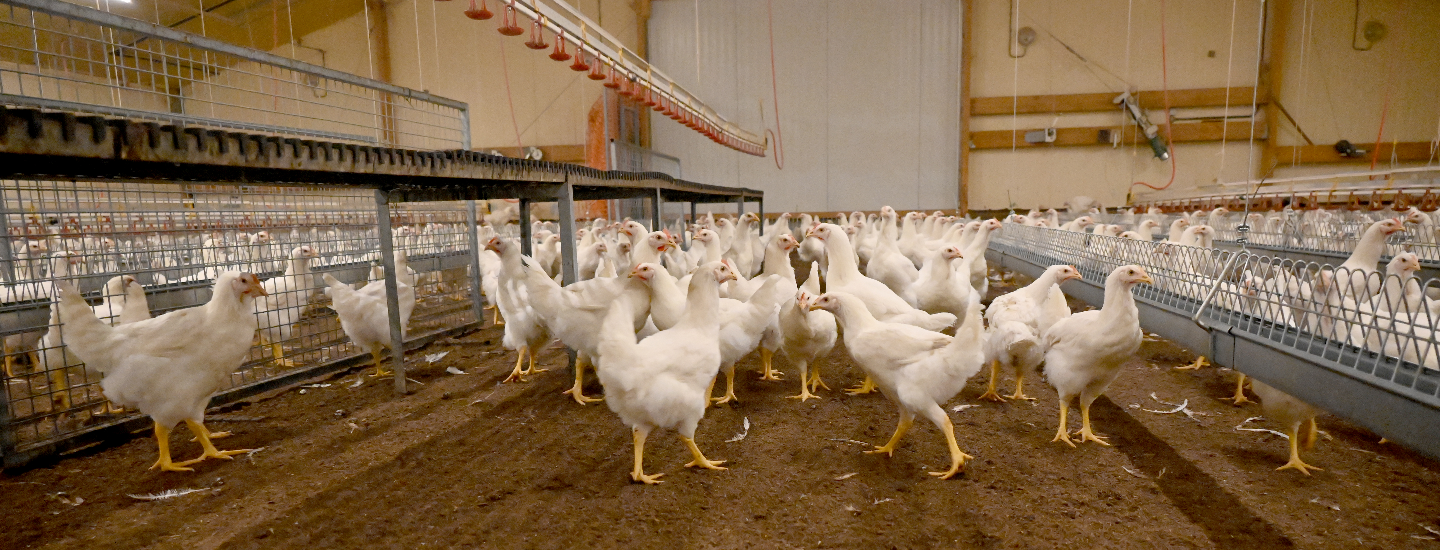 Élevage de poulettes en poussinière Galina